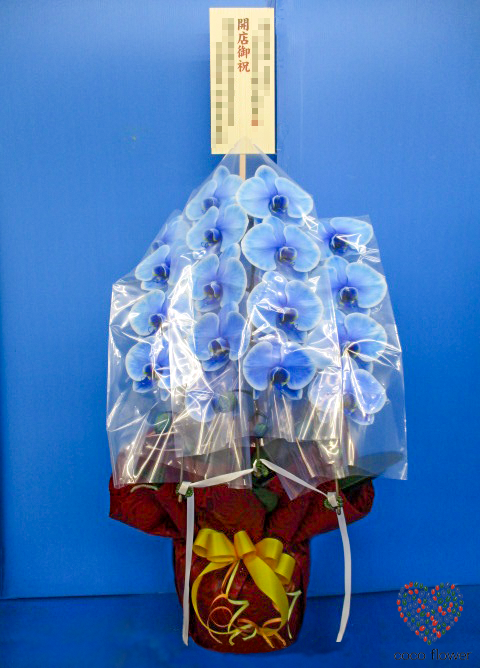 【バックナンバー】2019.11.20 青の胡蝶蘭を納品させて頂きました
