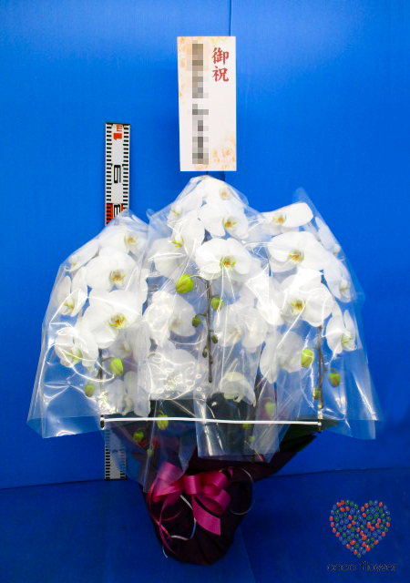 【バックナンバー】2019.04.15 白の胡蝶蘭を納品させて頂きました