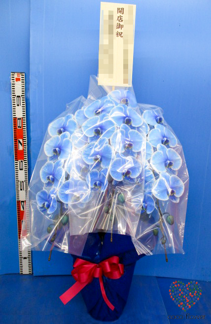 【バックナンバー】2020.09.13 青の胡蝶蘭を納品させて頂きました