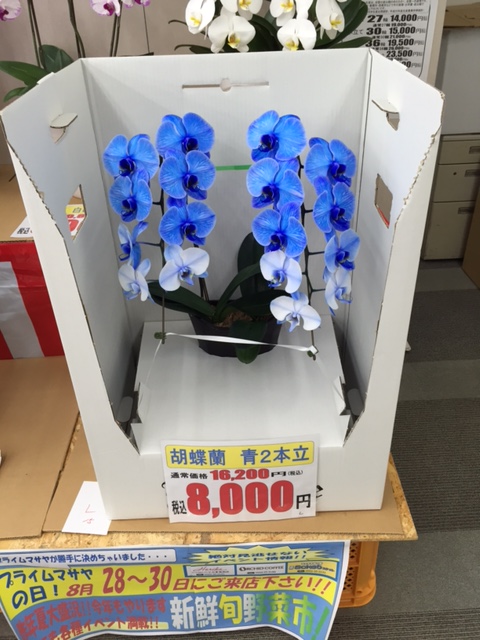 イベントで大変お値打ちに青色胡蝶蘭の販売をしました！