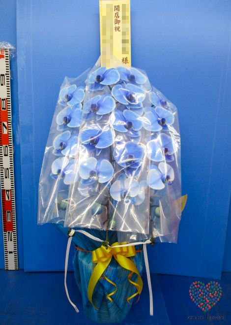【バックナンバー】2020.08.11 青の胡蝶蘭を納品させて頂きました