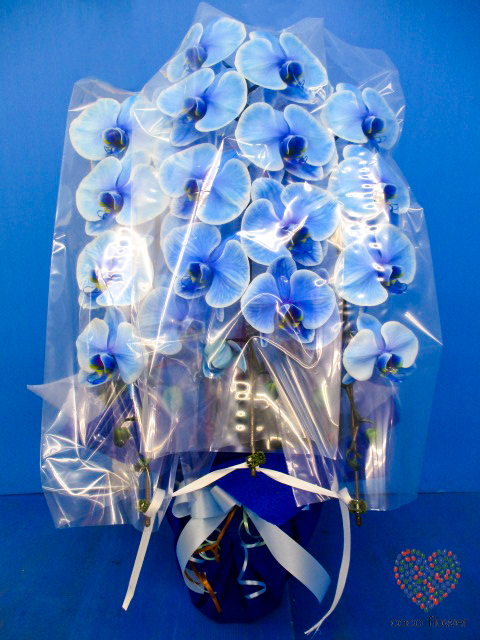 【バックナンバー】2019.06.04 青の胡蝶蘭を納品させて頂きました