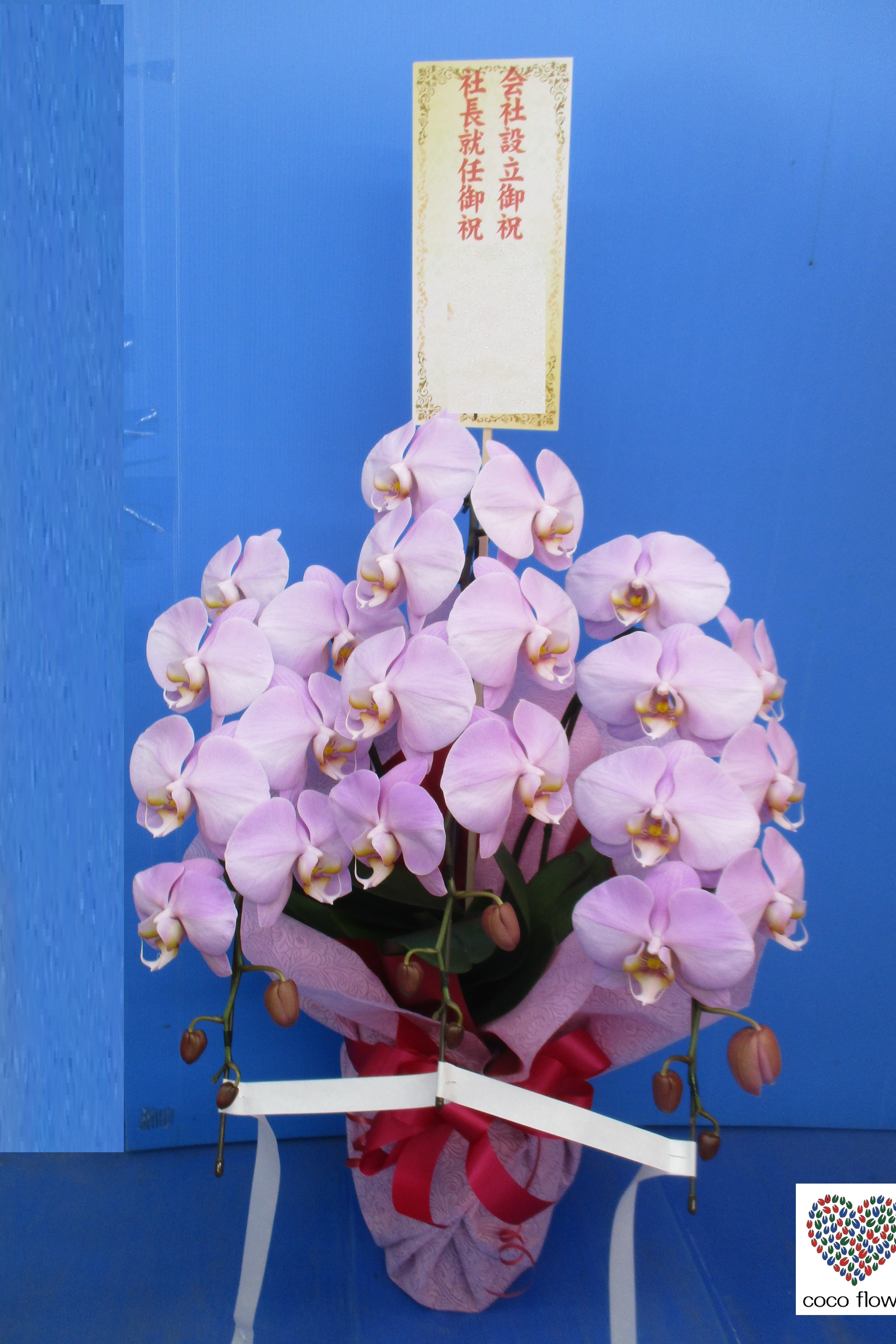 2022.03.07 ピンクの胡蝶蘭を納品させて頂きました。