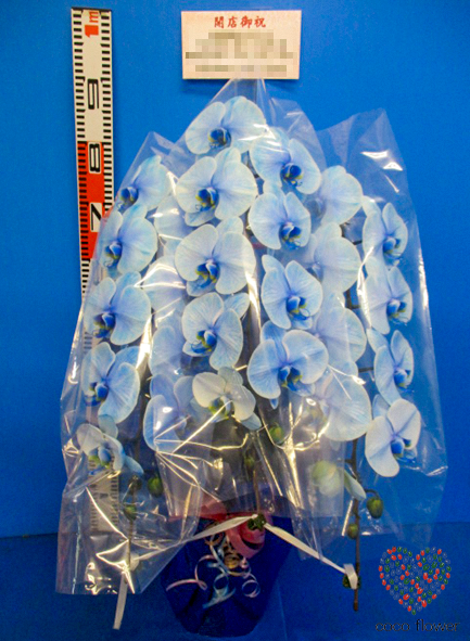 【バックナンバー】2018.05.24 青の胡蝶蘭を納品させて頂きました