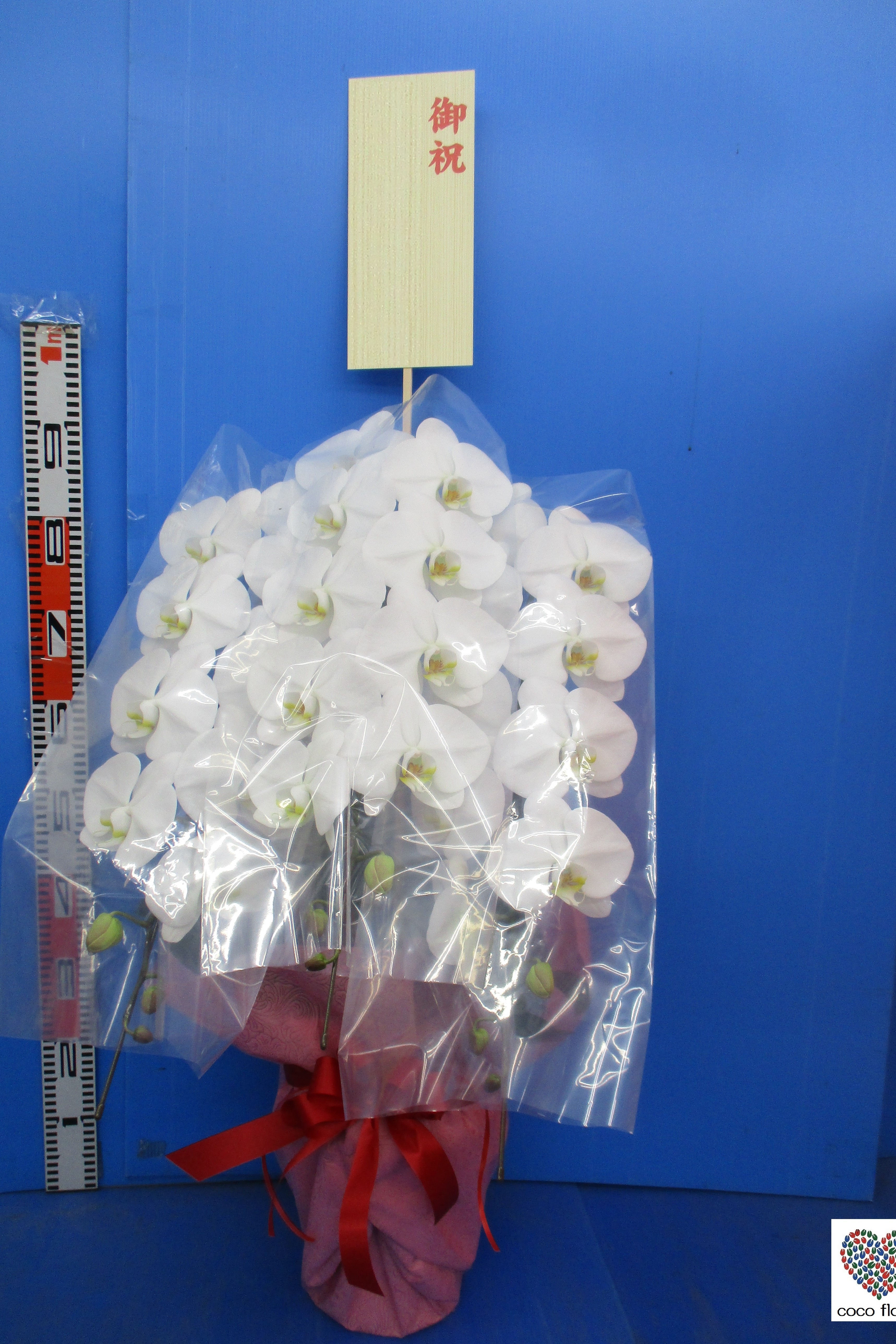 2021.11.16 白の胡蝶蘭を納品させて頂きました。