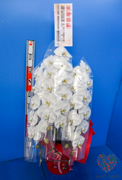 【バックナンバー】2018.05.20 白の胡蝶蘭を納品させて頂きました