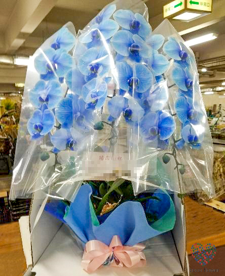 【バックナンバー】2017.12.08 青の胡蝶蘭を納品させて頂きました