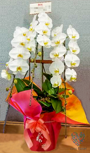 【バックナンバー】2017.10.19 白の胡蝶蘭を２鉢納品させて頂きました
