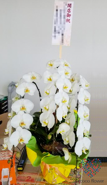 【バックナンバー】2018.03.15 白の胡蝶蘭を納品させて頂きました