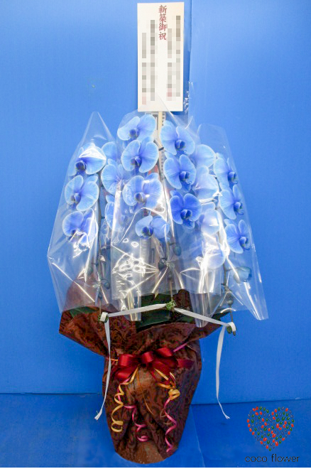【バックナンバー】2019.03.13 青の胡蝶蘭を納品させて頂きました