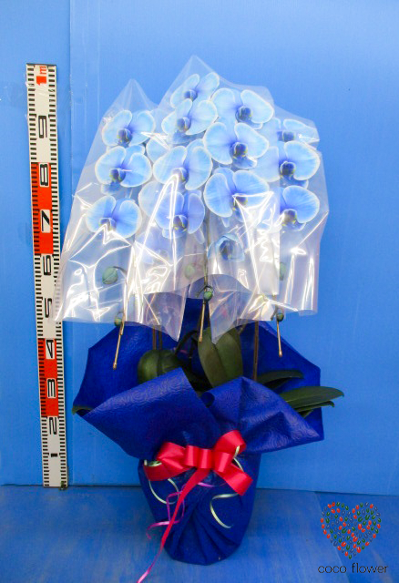 【バックナンバー】2020.10.06 青の胡蝶蘭を納品させて頂きました