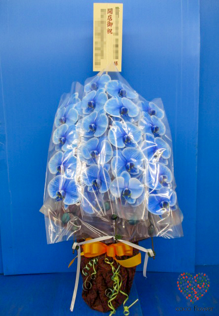 【バックナンバー】2020.06.18 青の胡蝶蘭を納品させて頂きました