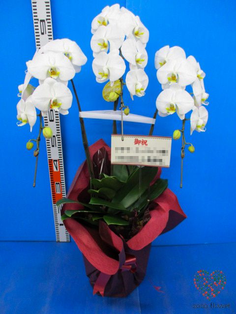 【バックナンバー】2017.11.16 白の胡蝶蘭を納品させて頂きました