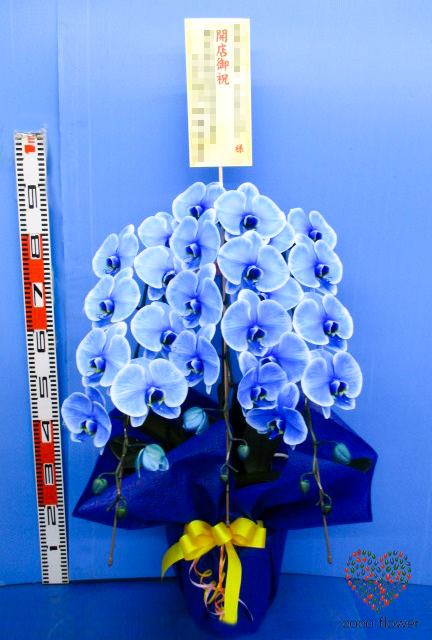 【バックナンバー】2020.07.06 青の胡蝶蘭を納品させて頂きました