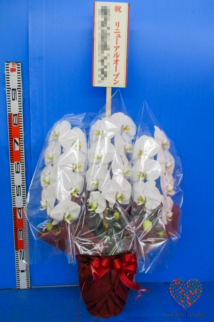 2021.03.01 白の胡蝶蘭を5鉢納品させて頂きました
