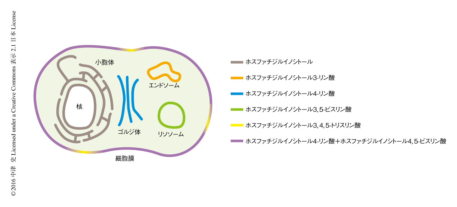 イノシトールが細胞膜を強化＆保護する仕組み