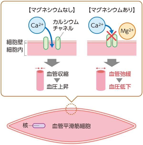 日向当帰YN-1の血圧降下作用について