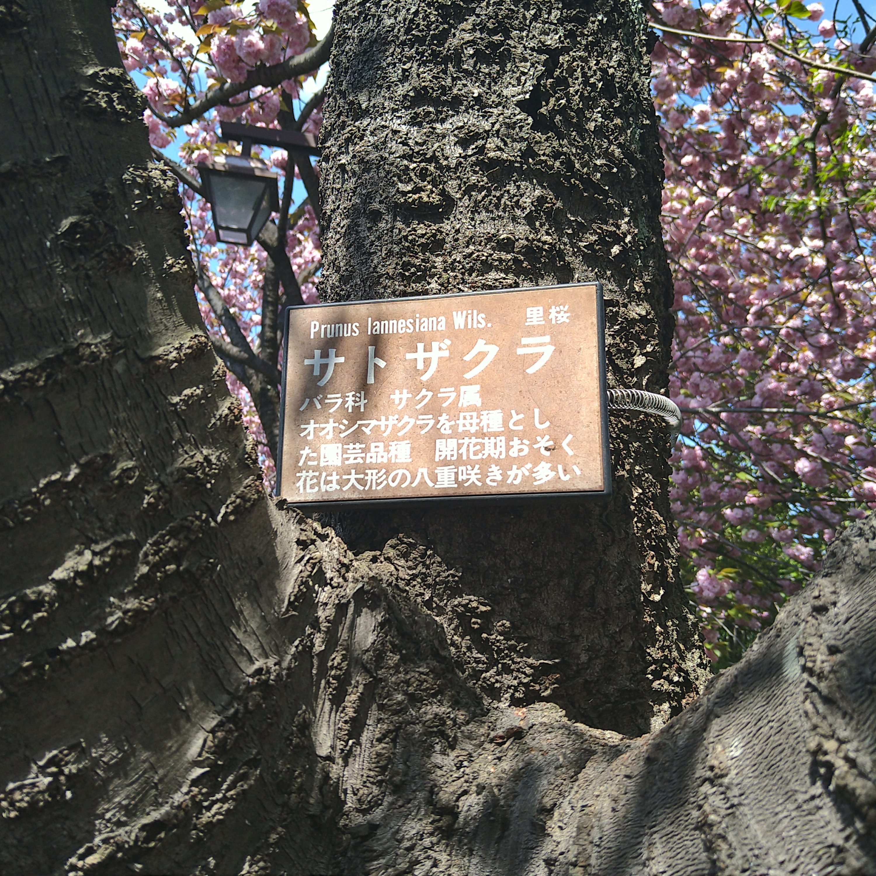 遅咲き🌸