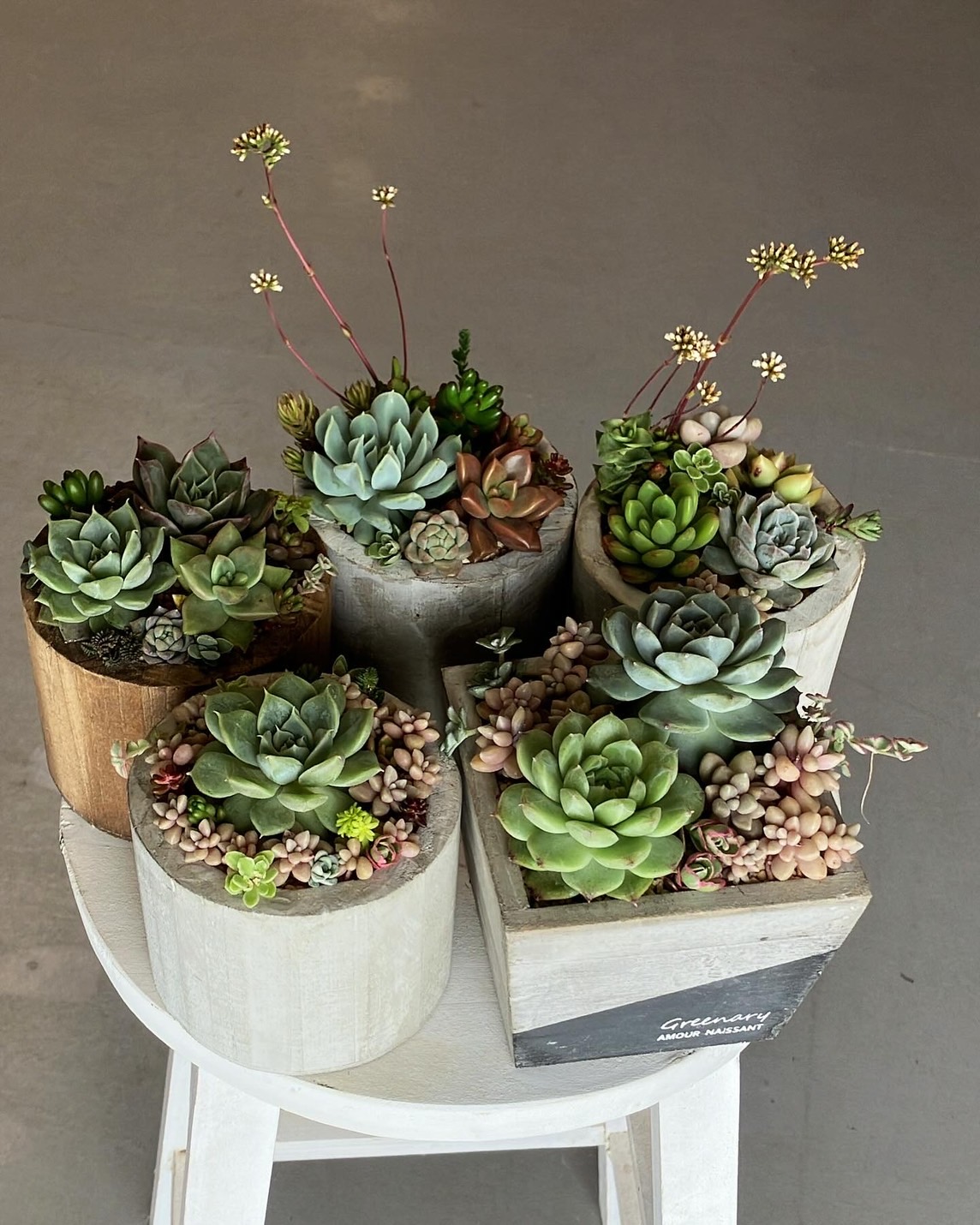 多肉植物入荷しました🪴
