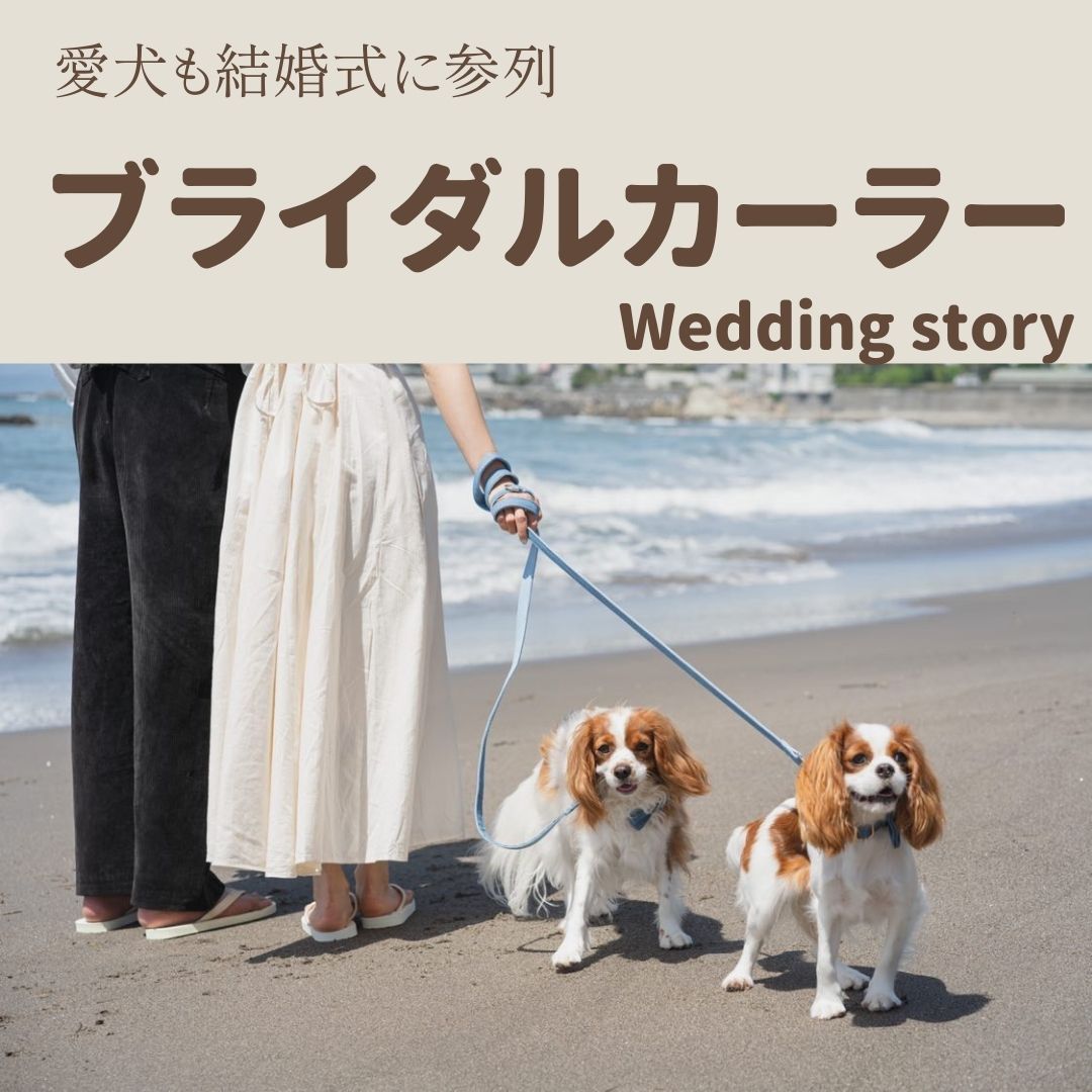 愛犬も結婚式に参列　ブライダルカラー（ウェディングストーリー）
