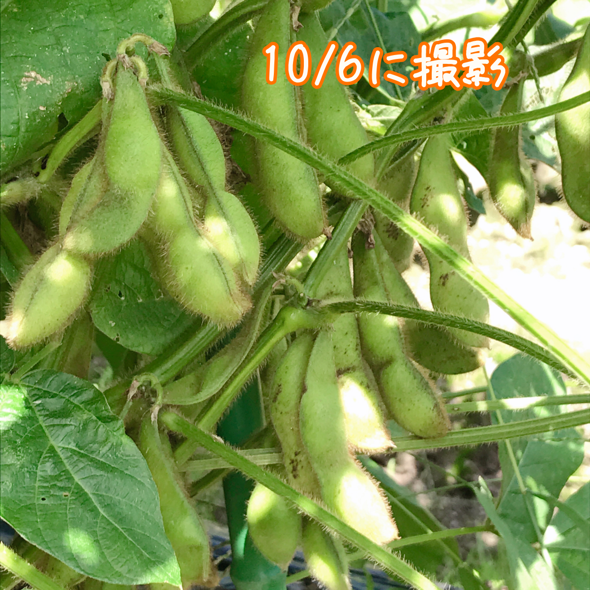 丹波篠山黒枝豆(さや)、好評につき追加販売決定！