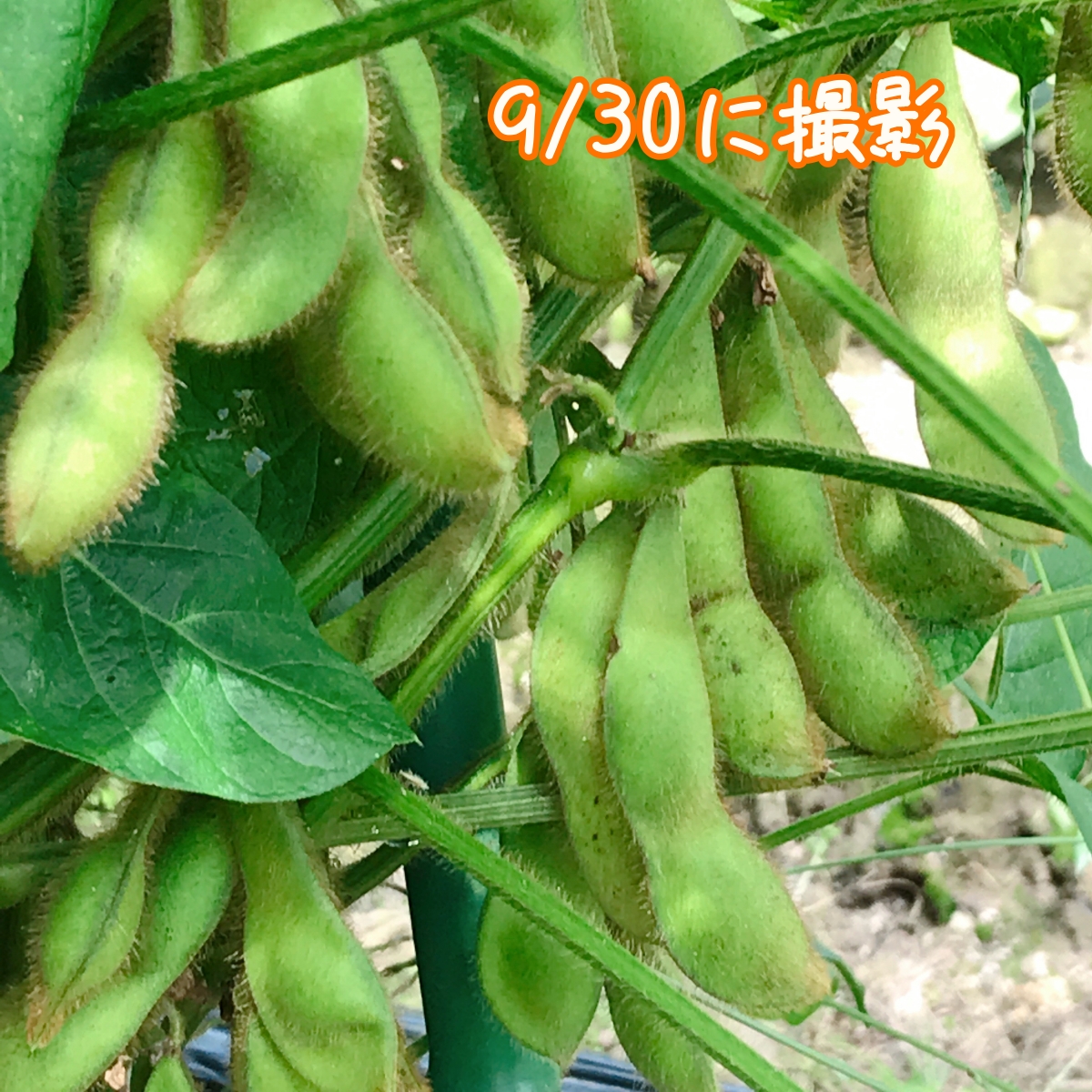 丹波篠山黒枝豆、通常送料から450円引き！