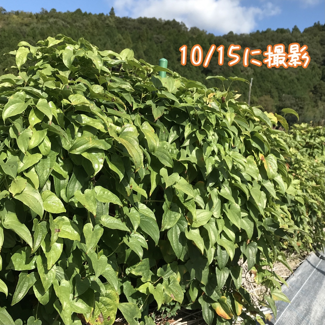 丹波篠山 山の芋、収穫間近！