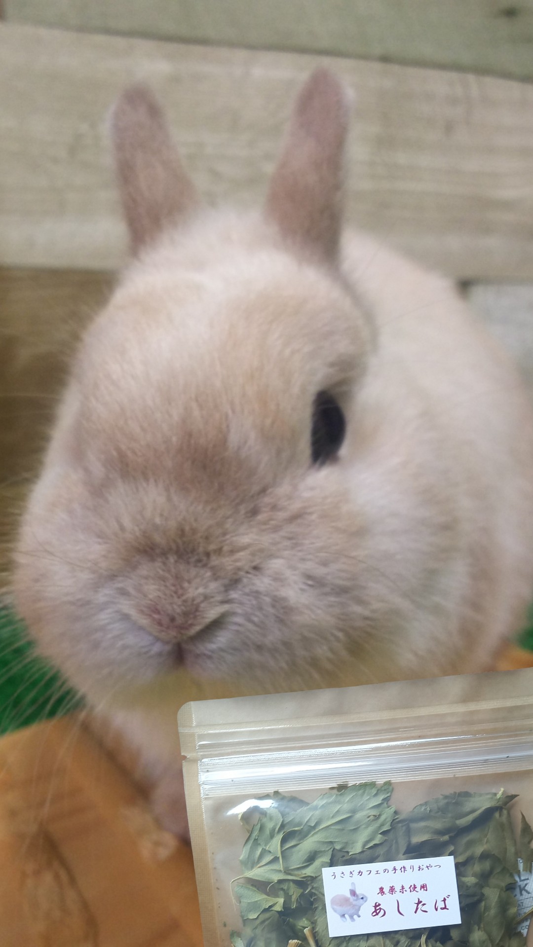 🐰うさぎカフェの仲間たち【みるきー】
