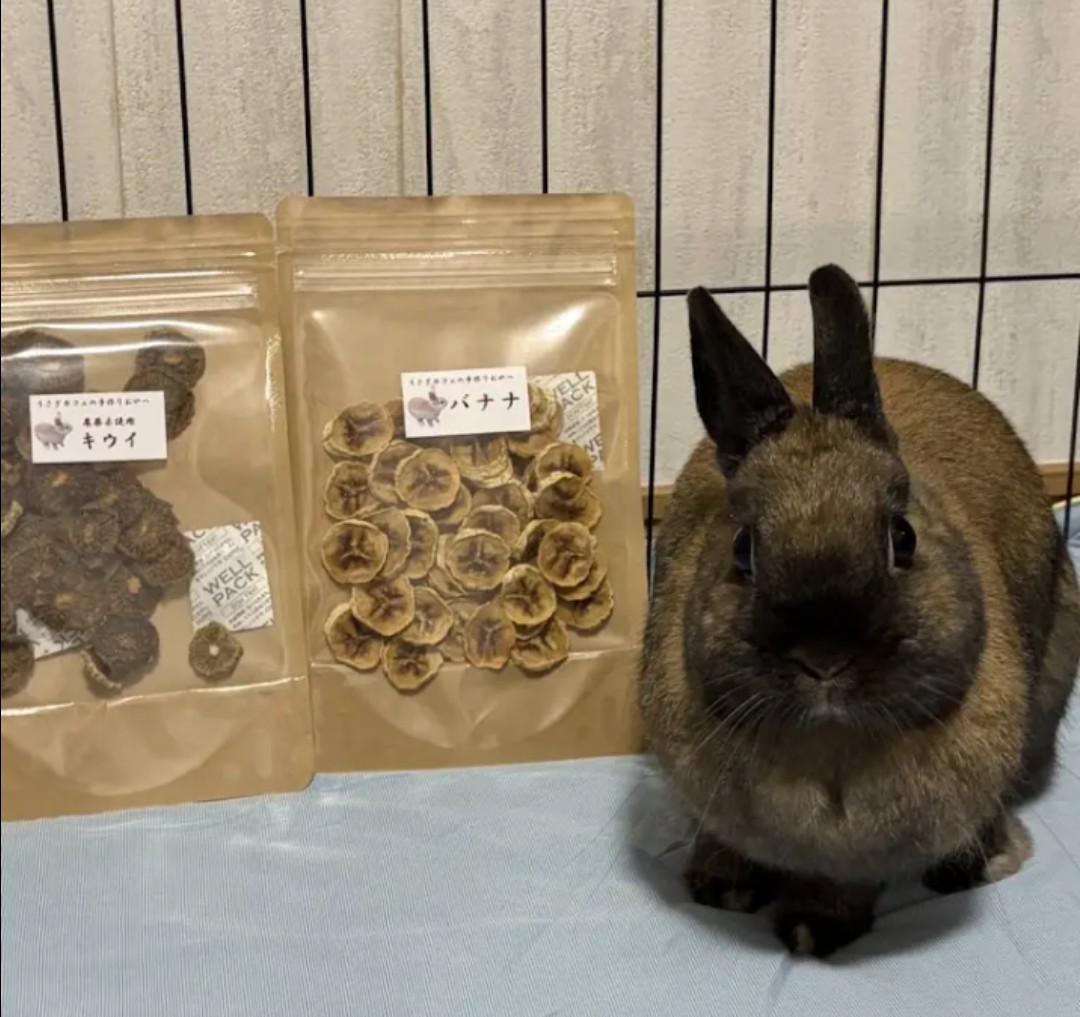 🐰うさぎカフェの仲間たち【ココちゃん】