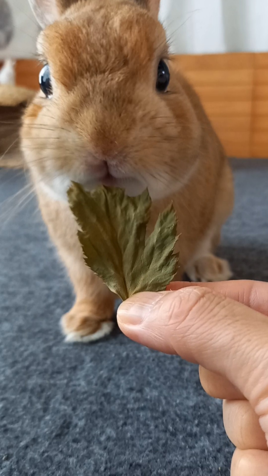 🐰☕️ うさぎさんのための手作りおやつ屋さん、リニューアル 🎉