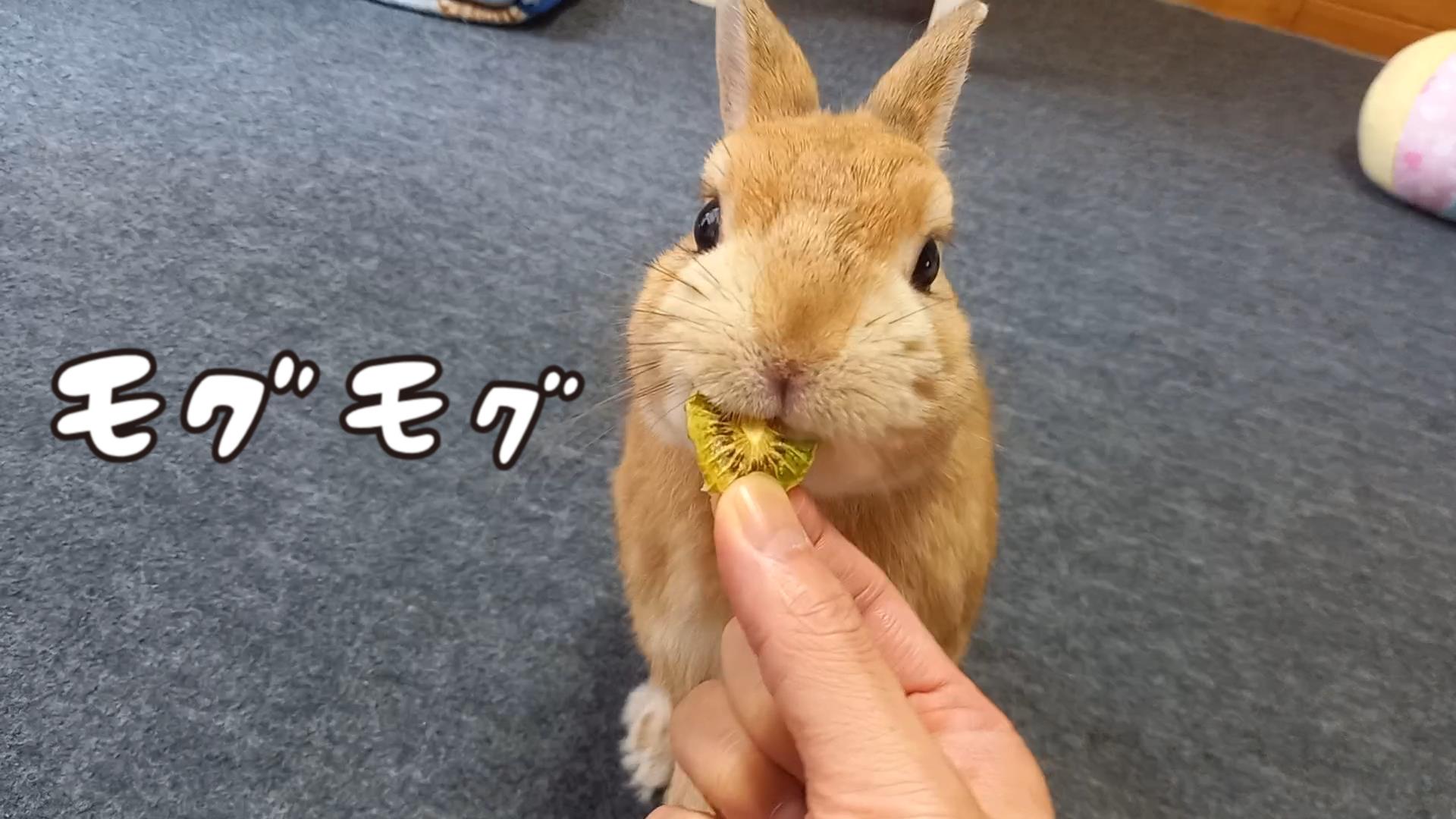🐰 6月のおやつ追加販売のおしらせ【6/10(水)23:59まで】