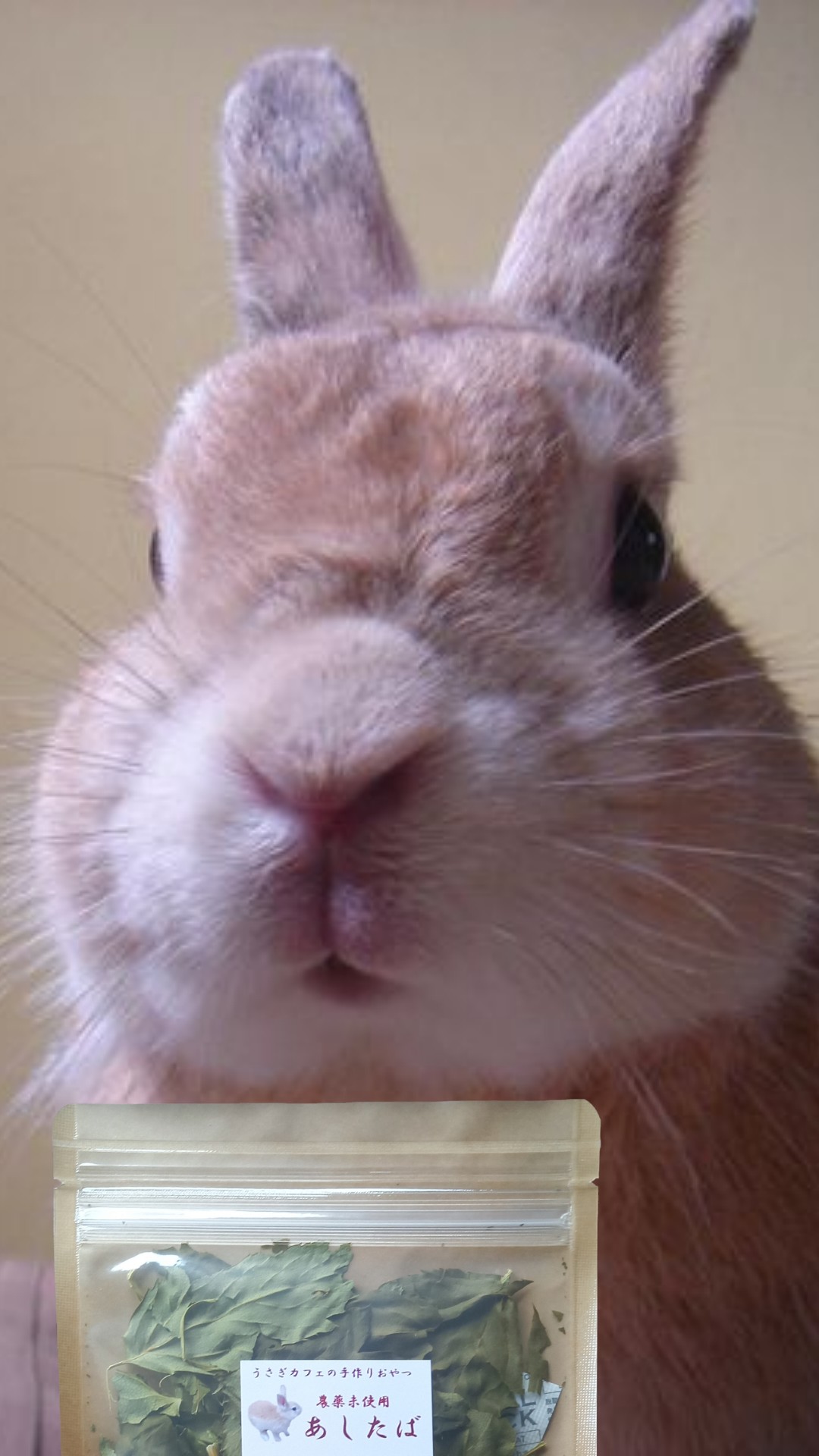 🐰うさぎカフェの仲間たち【くっきー】