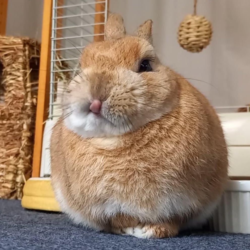 🐰☕ 9月のおやつ発送完了しました
