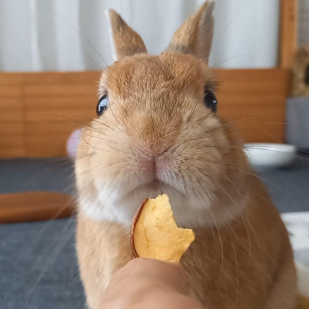 🐰 7月のおやつ追加販売のおしらせ【7/12(日)23:59まで】