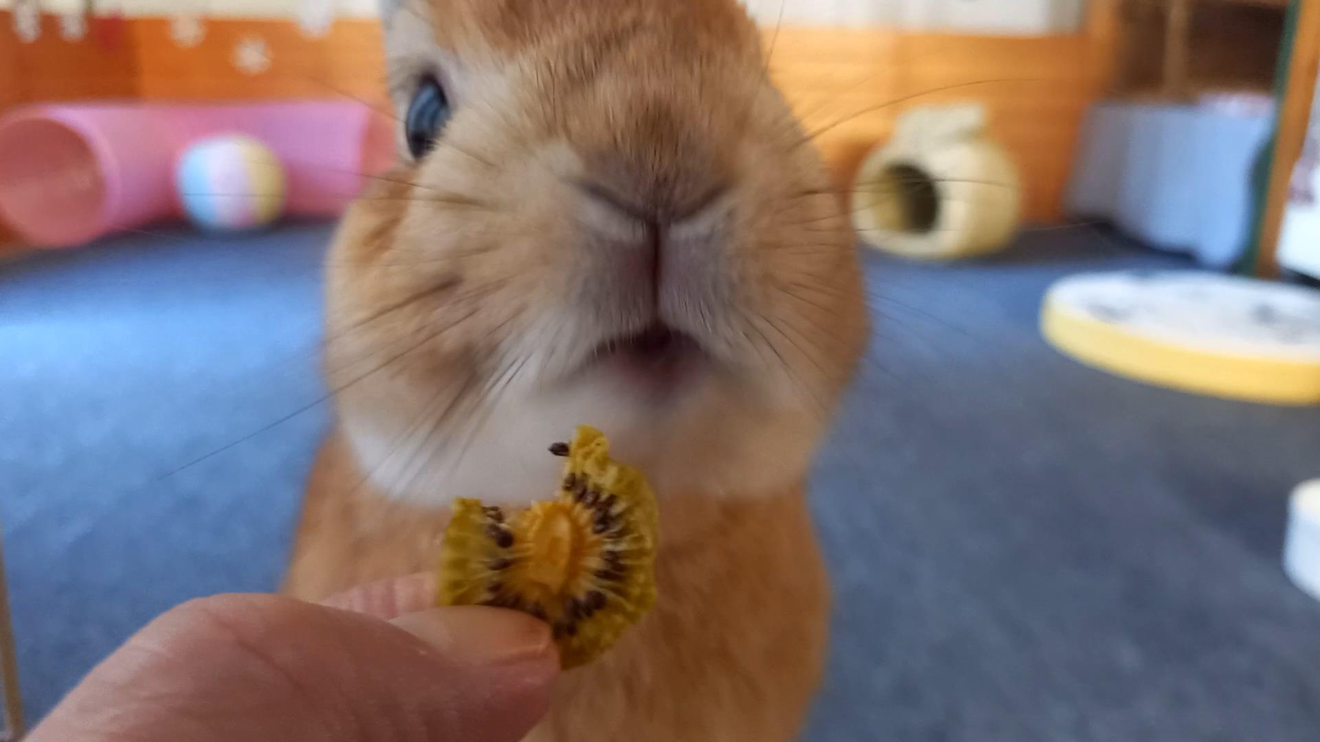 📦🐰 8月のおやつ、発送完了のおしらせ