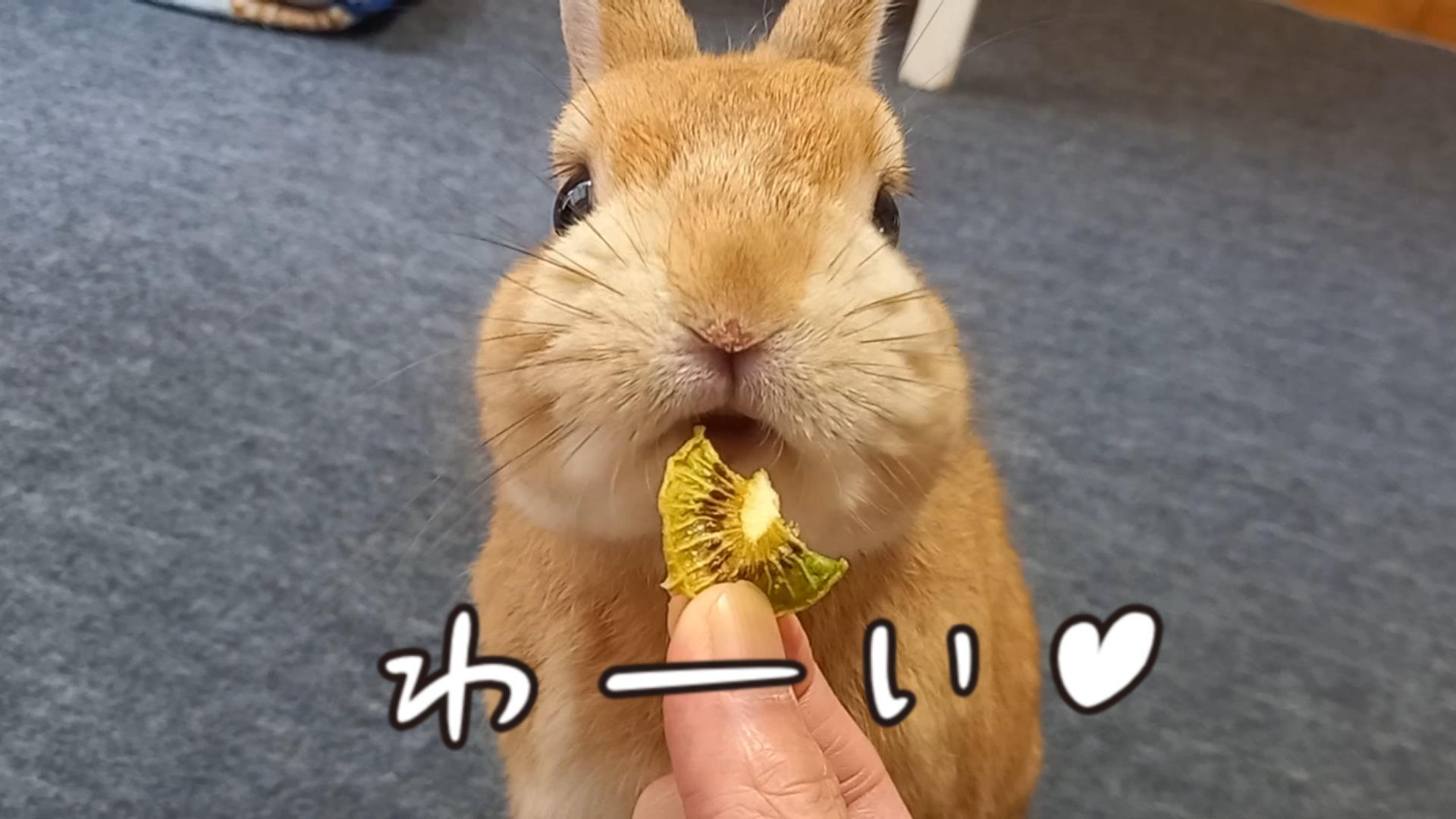 🐰 日本全国のうさぎさん 📣 うさぎカフェのCMに出演しませんか? 🎬