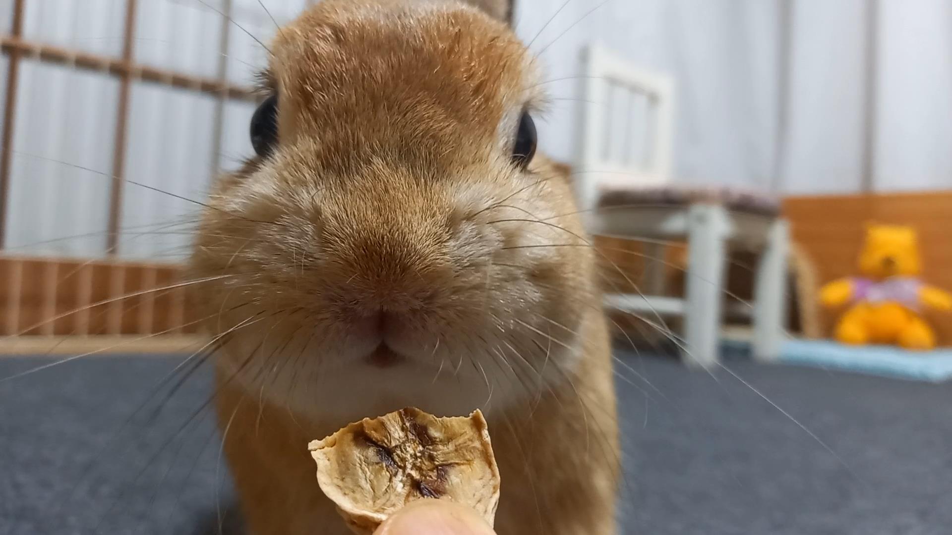 7月のおやつ、発送完了のおしらせ 📦🐰