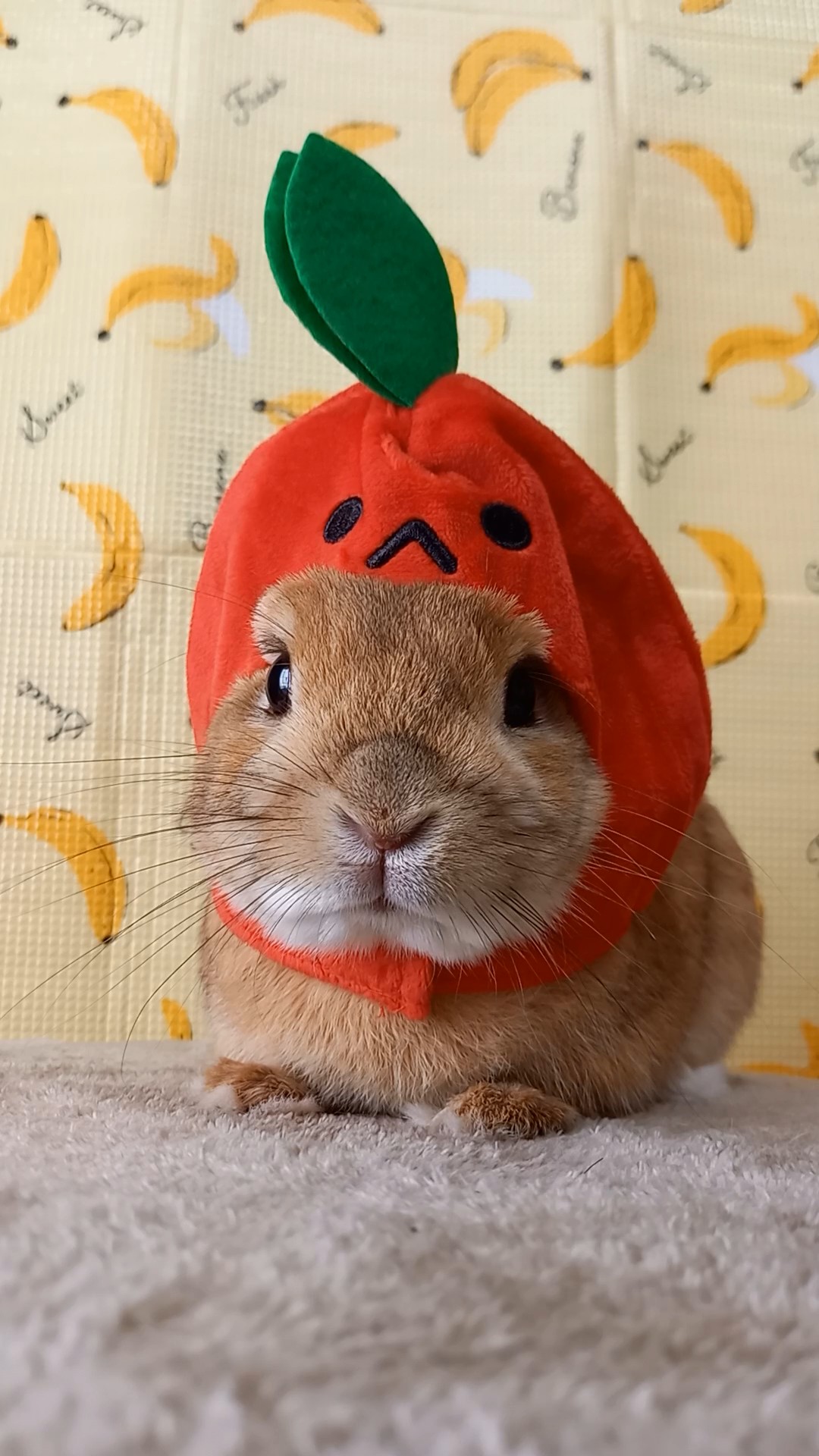 9月のおやつ販売のおしらせ【9/5(土)23:59まで】