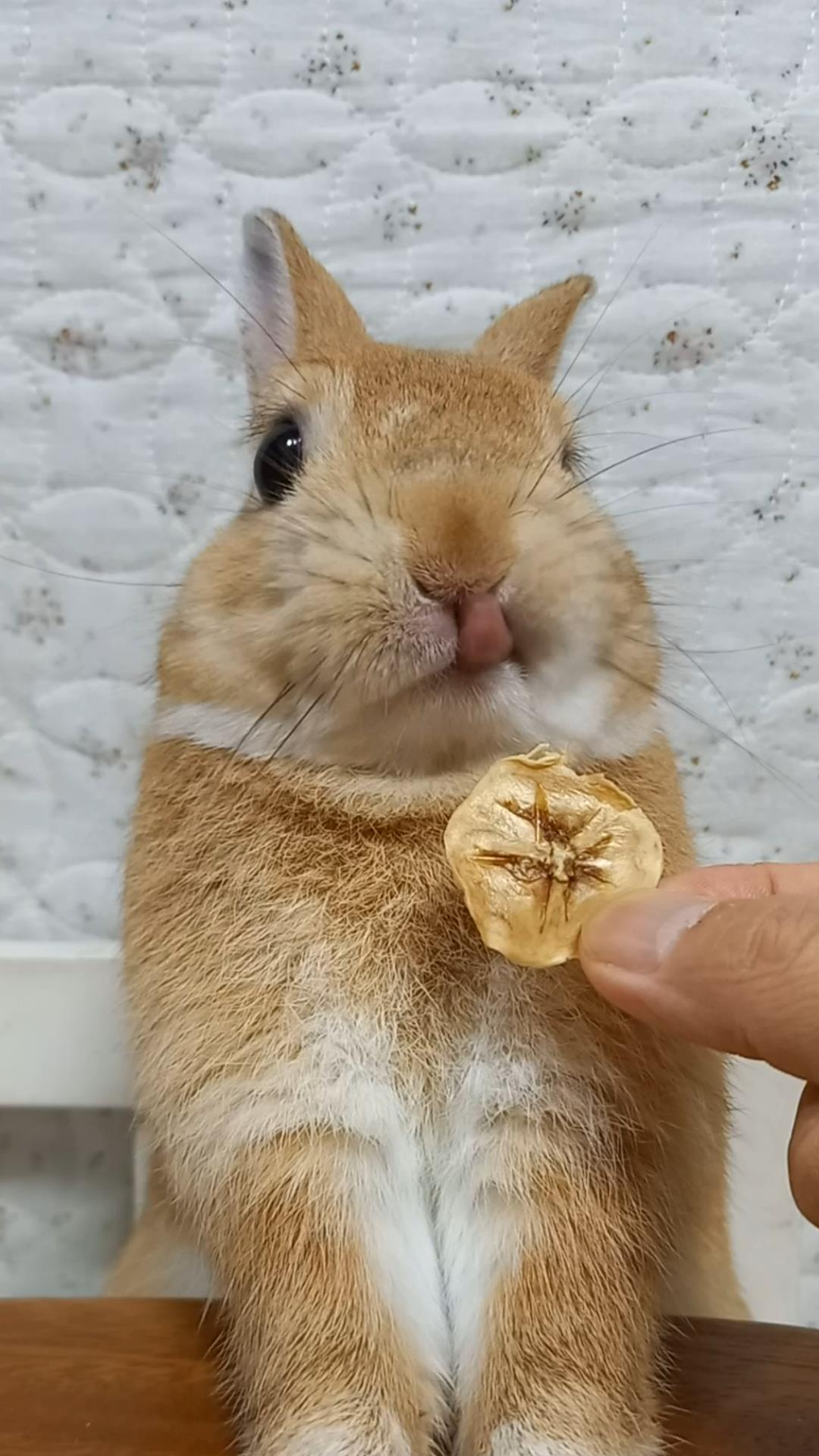 🐰うさぎカフェの仲間たち【ぽっぷ】