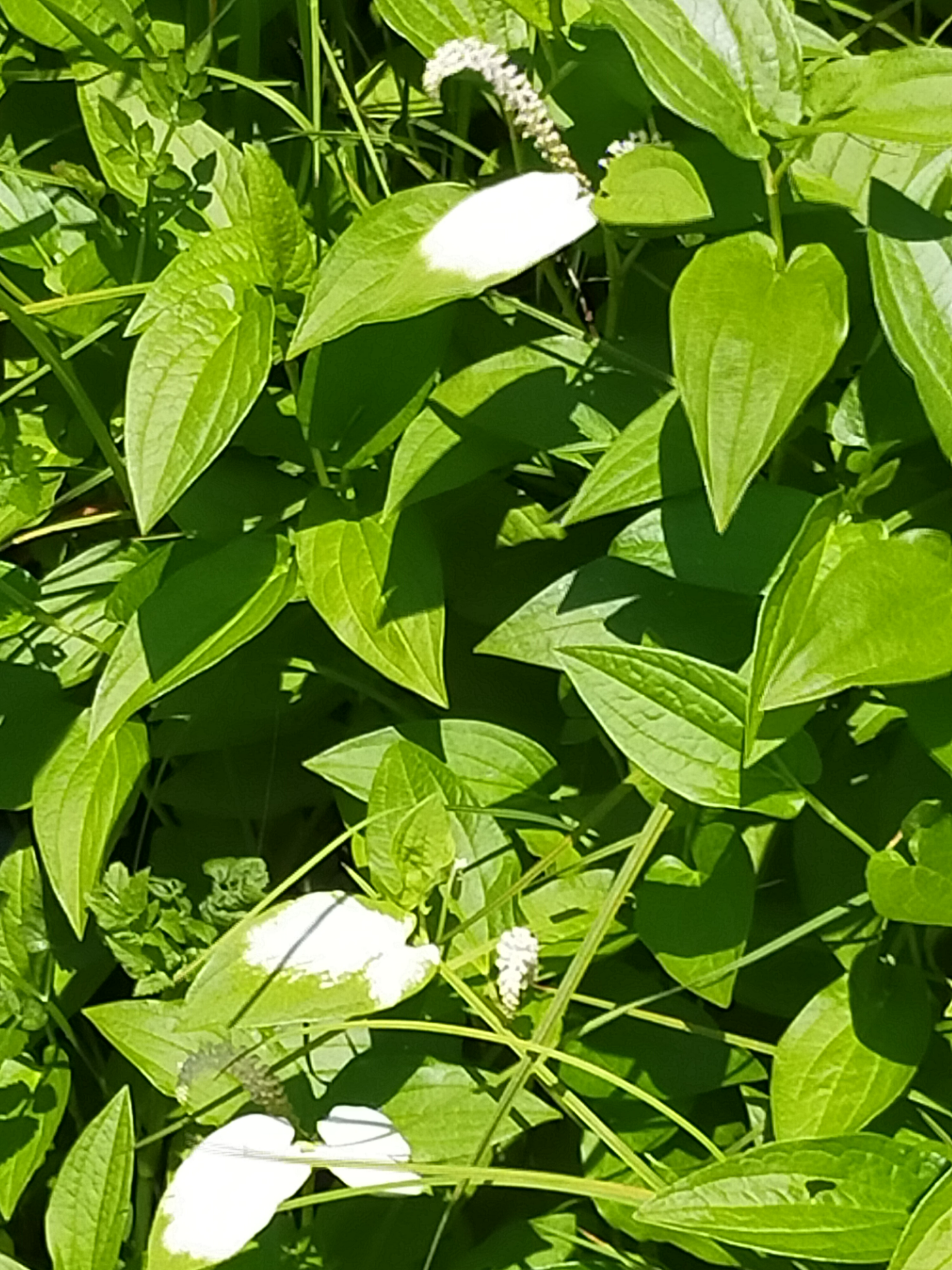 野菜がともだち　ブログその3