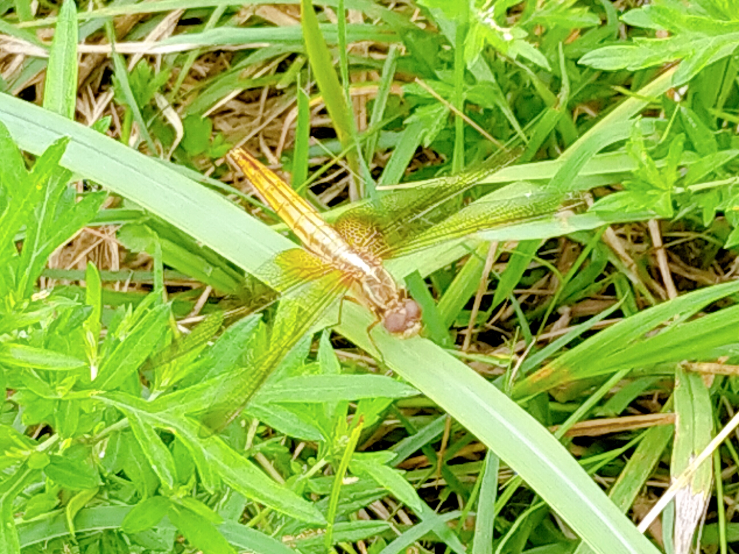 野菜がともだち　ブログその5