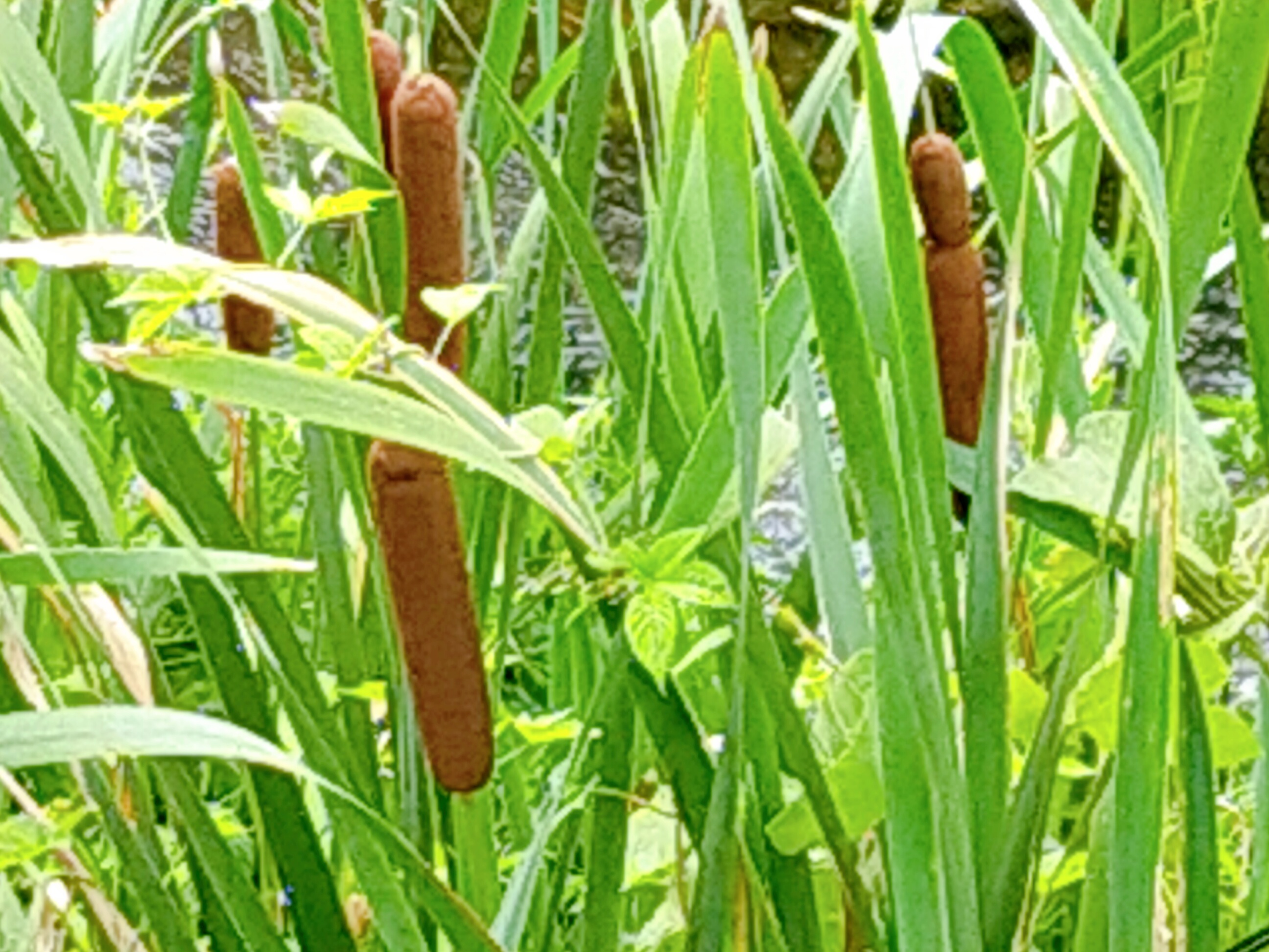 野菜がともだち　ブログその4