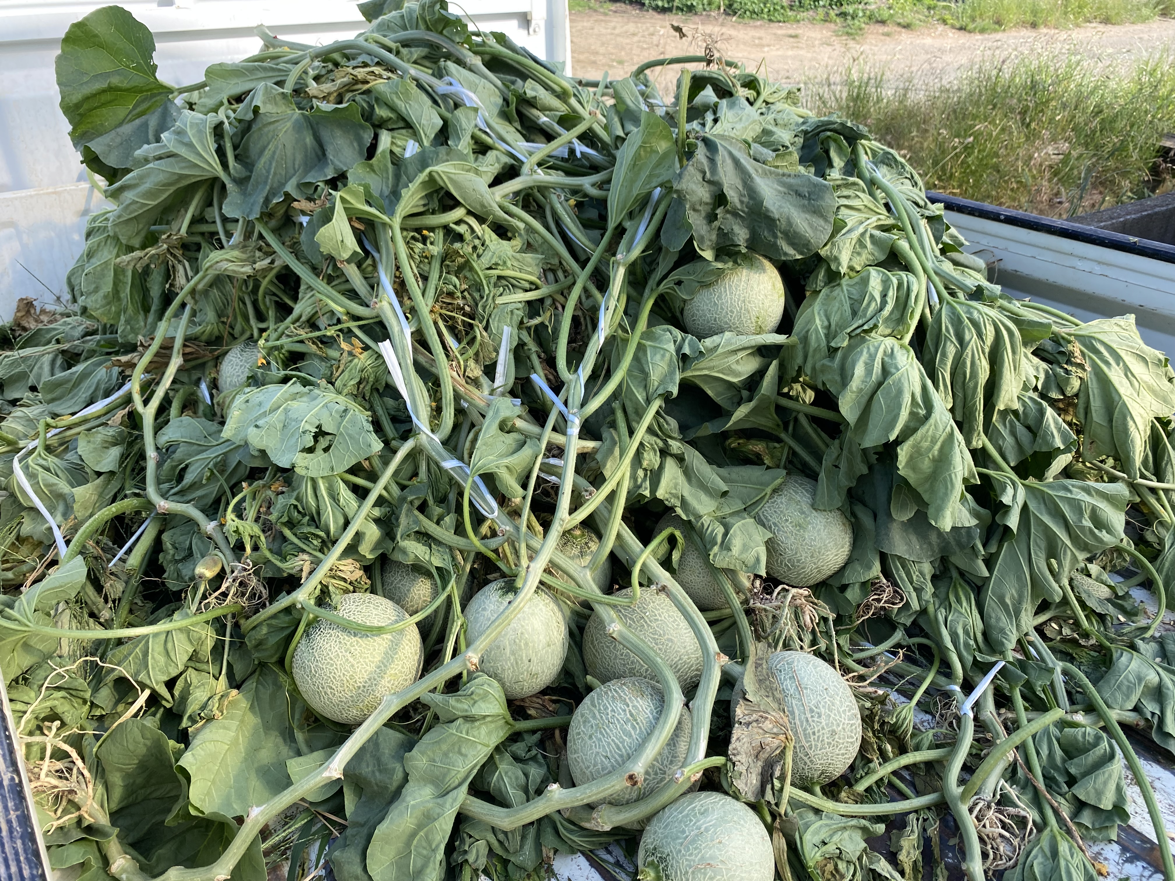 なぜ古田メロンは枯れるのか。