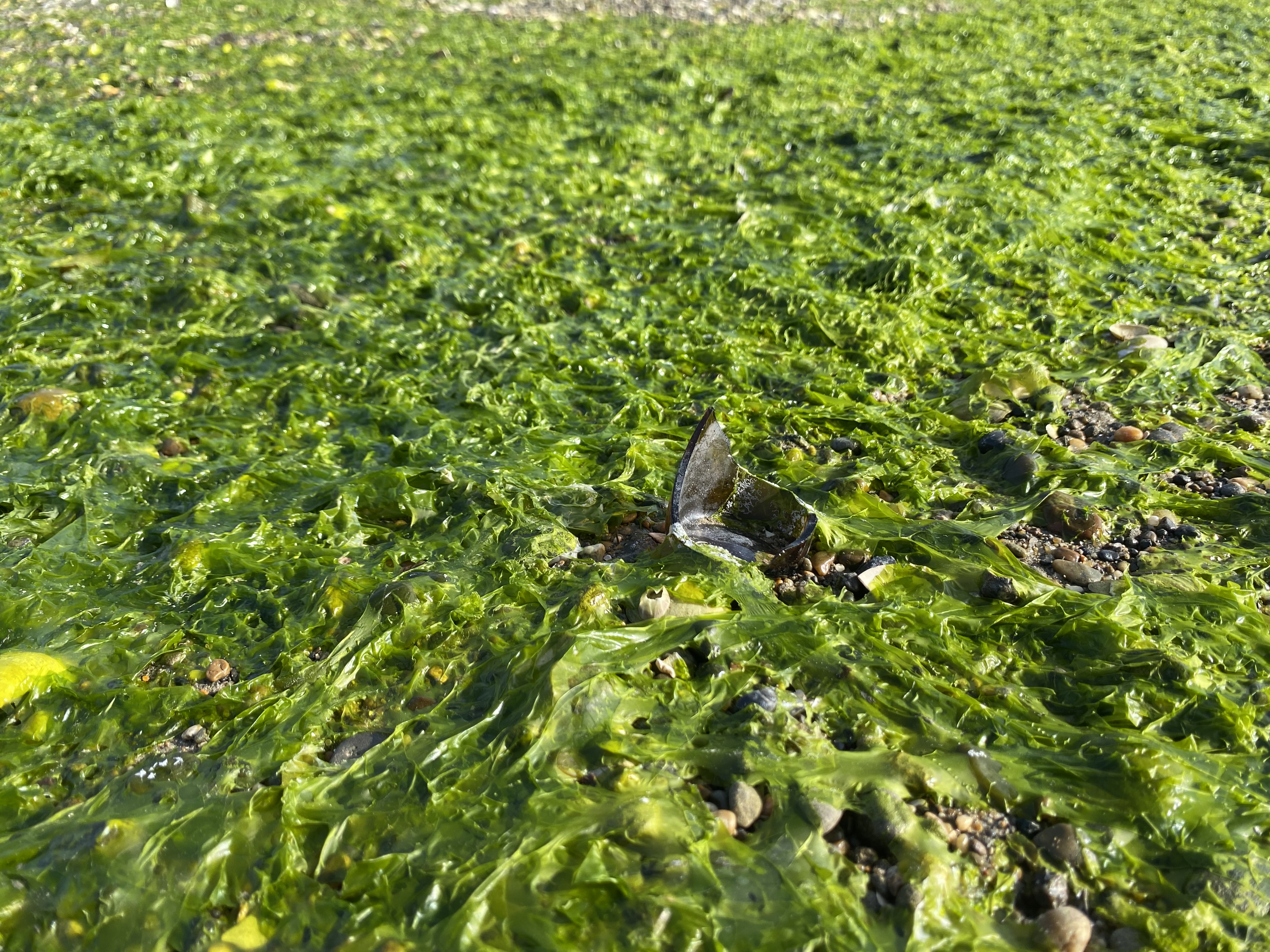 天明の大飢饉。