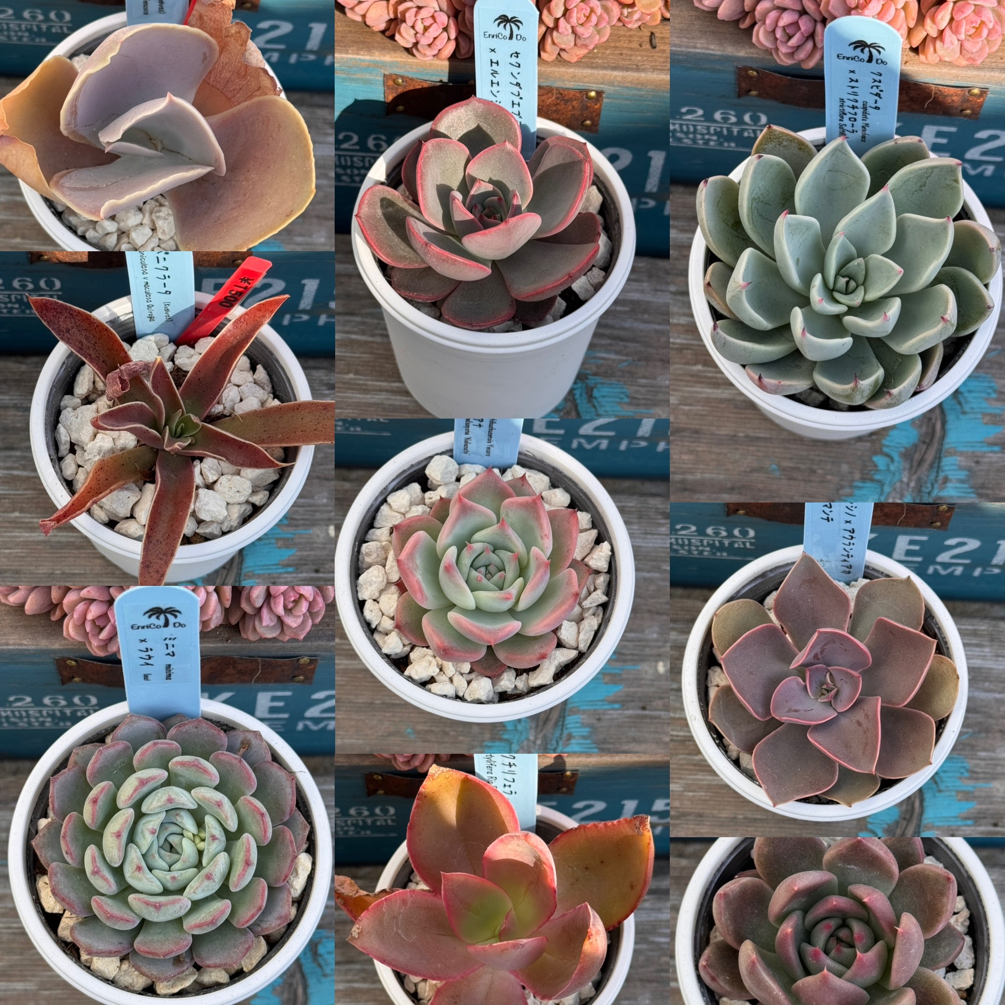 いつもありがとうございます✨