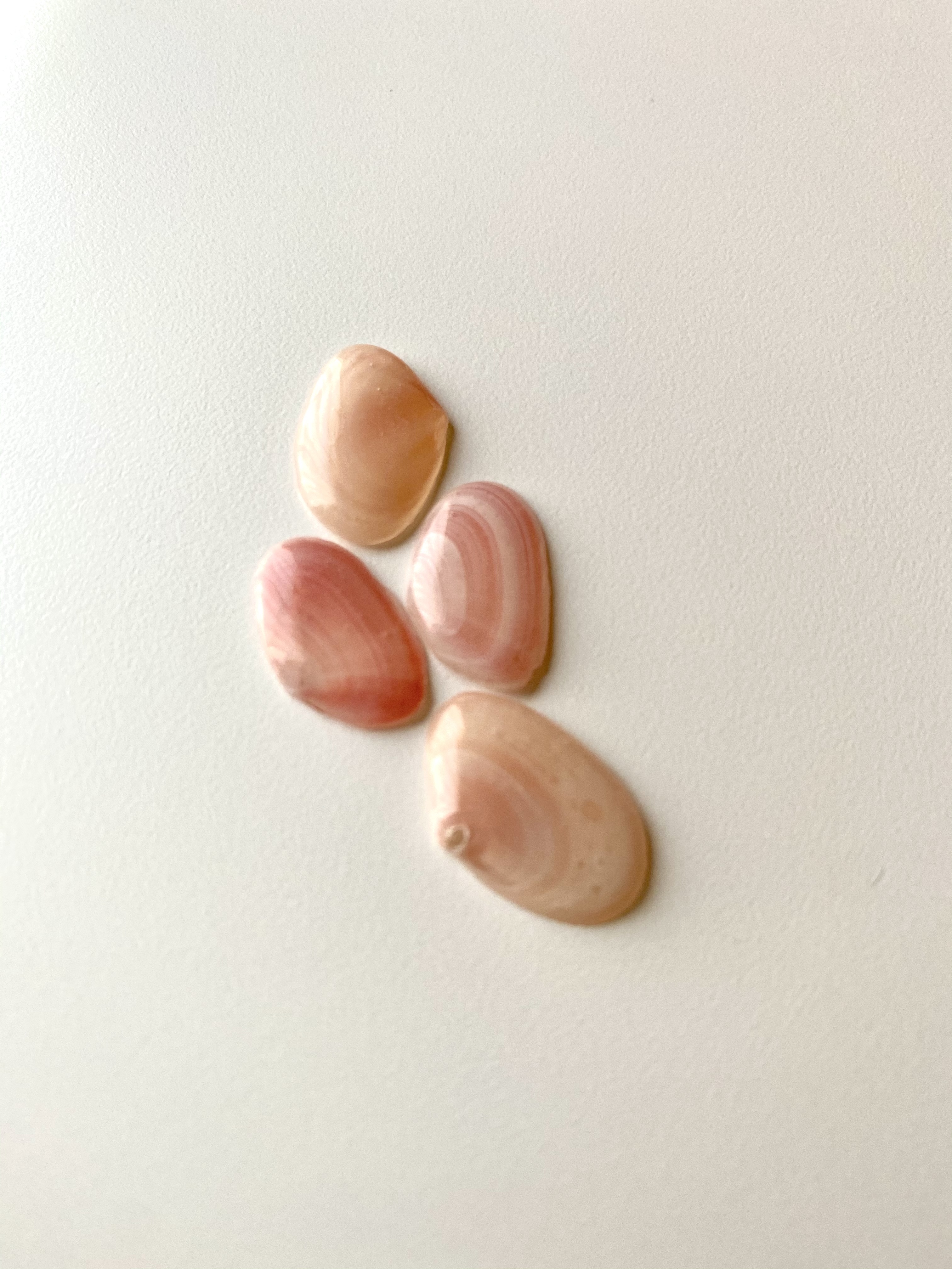 桜貝は十人十色🌸