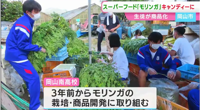 【衝撃】岡山の高校生が本気出した！モリンガキャンディが想像以上にすごかった件