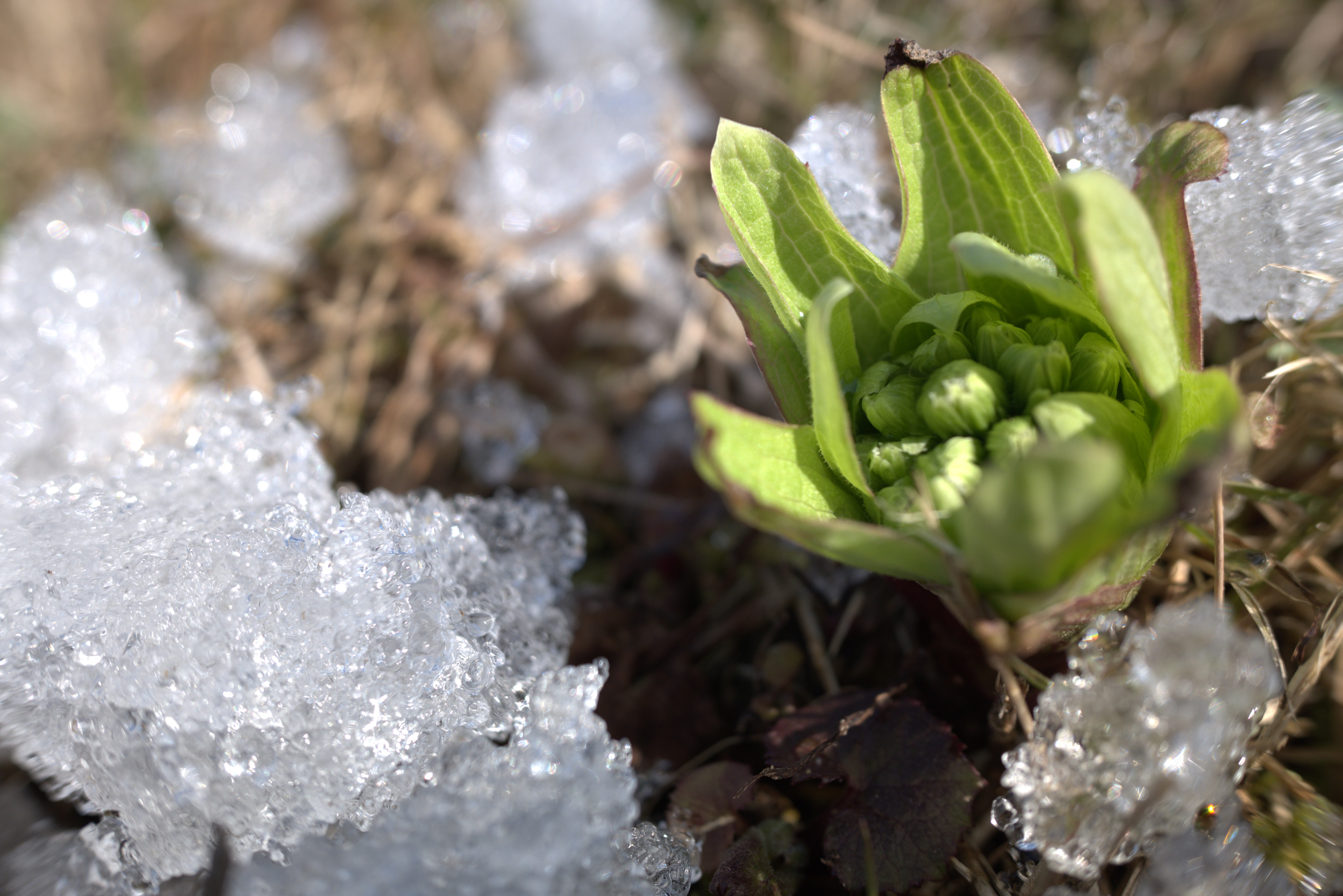 NOROSHI FARM JOURNAL2026.3