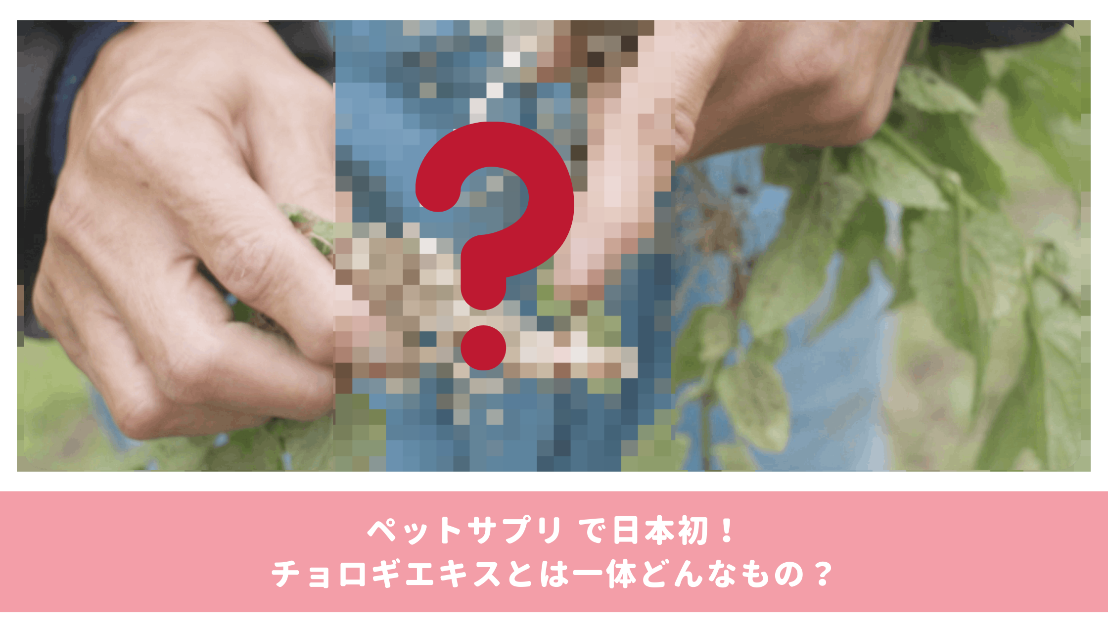 【商品解説】日本初！チョロギエキスとは一体どんなものなのか。