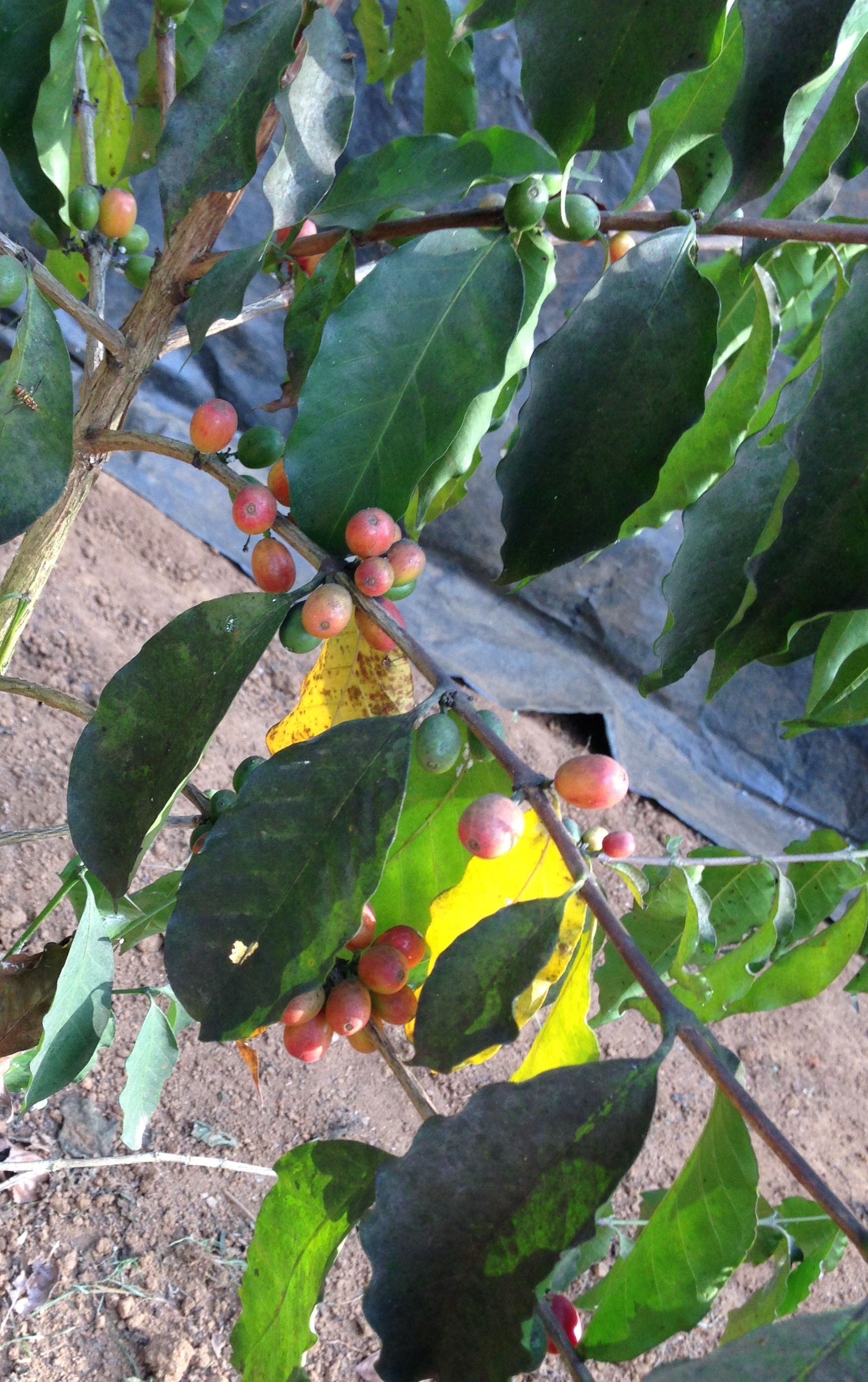 2016/9/15 スリランカ現地報告